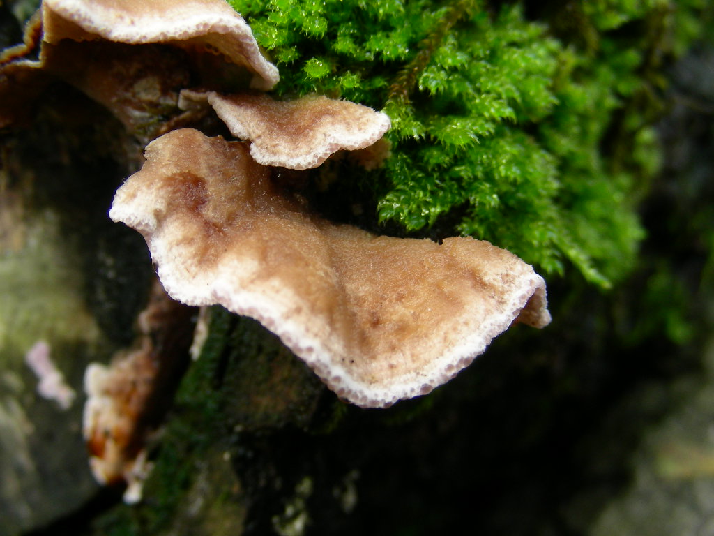 Chondrostereum purpureum da confermare - foto 6154